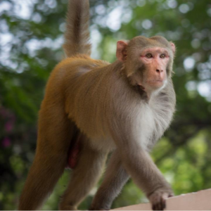 Rhesus Macaque