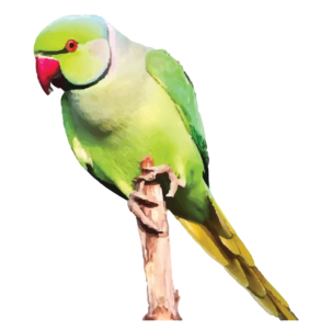 Rose-Ringed Parakeet