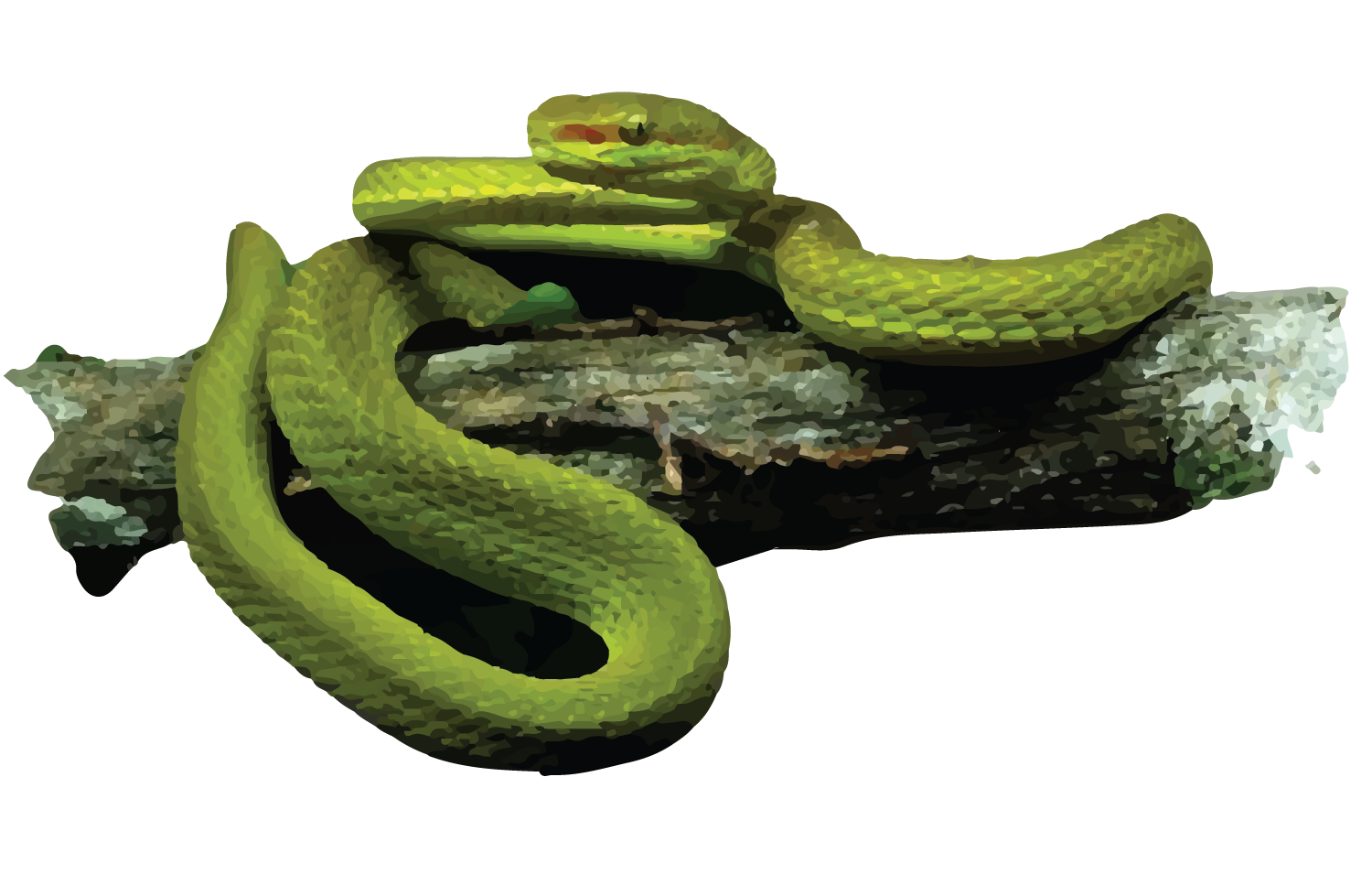 SALZARS PIT VIPER-38