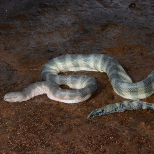 beaked sea snake