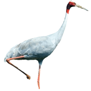 Sarus Crane