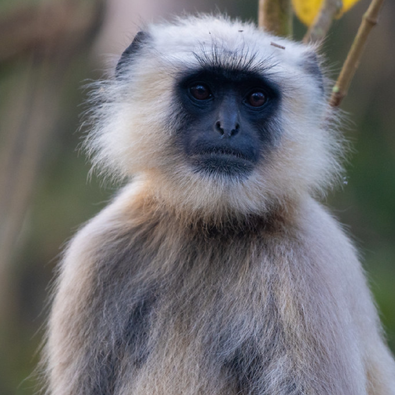 Tarai Grey Langur