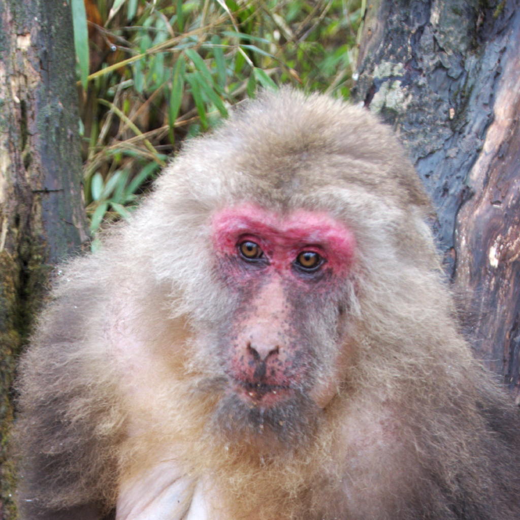 Tibetan Macaque