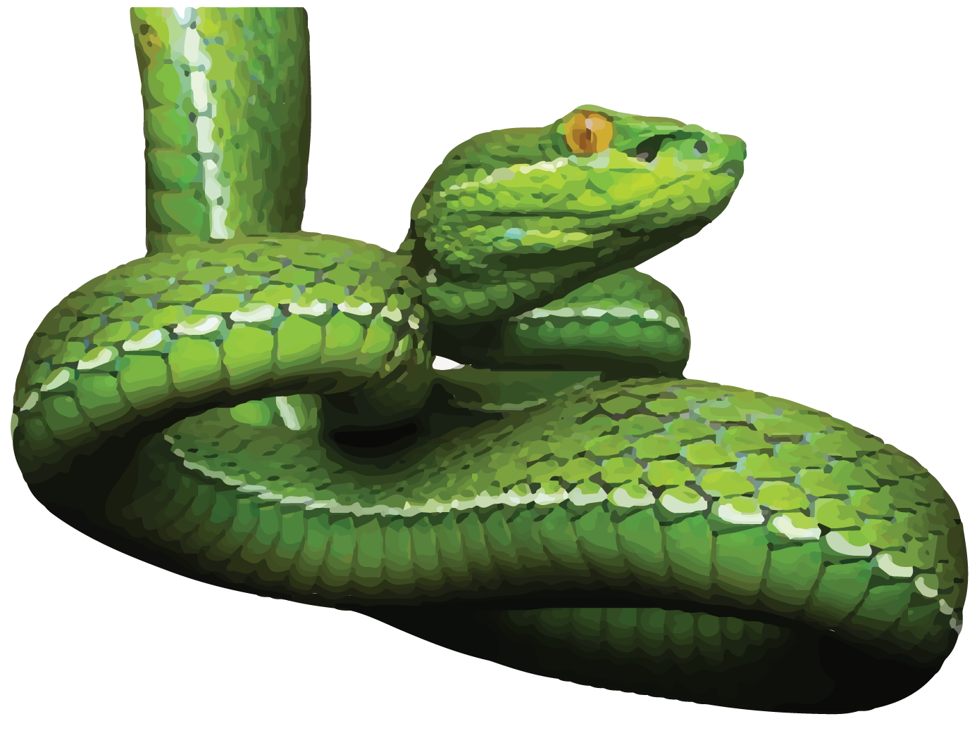 WHITE LIPPED PIT VIPER-17