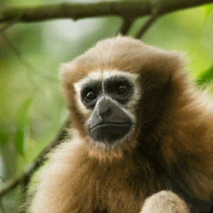 Western Hoolock Gibbon