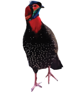 Western Tragopan