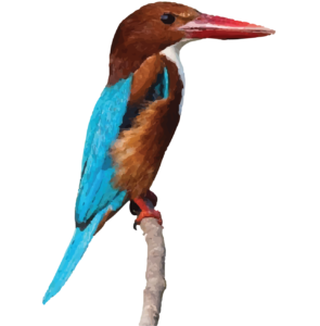 White throated kingfisher