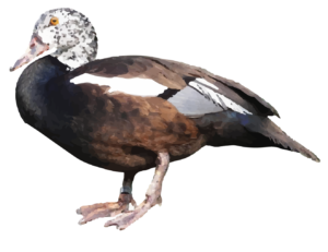 White winged Wood duck