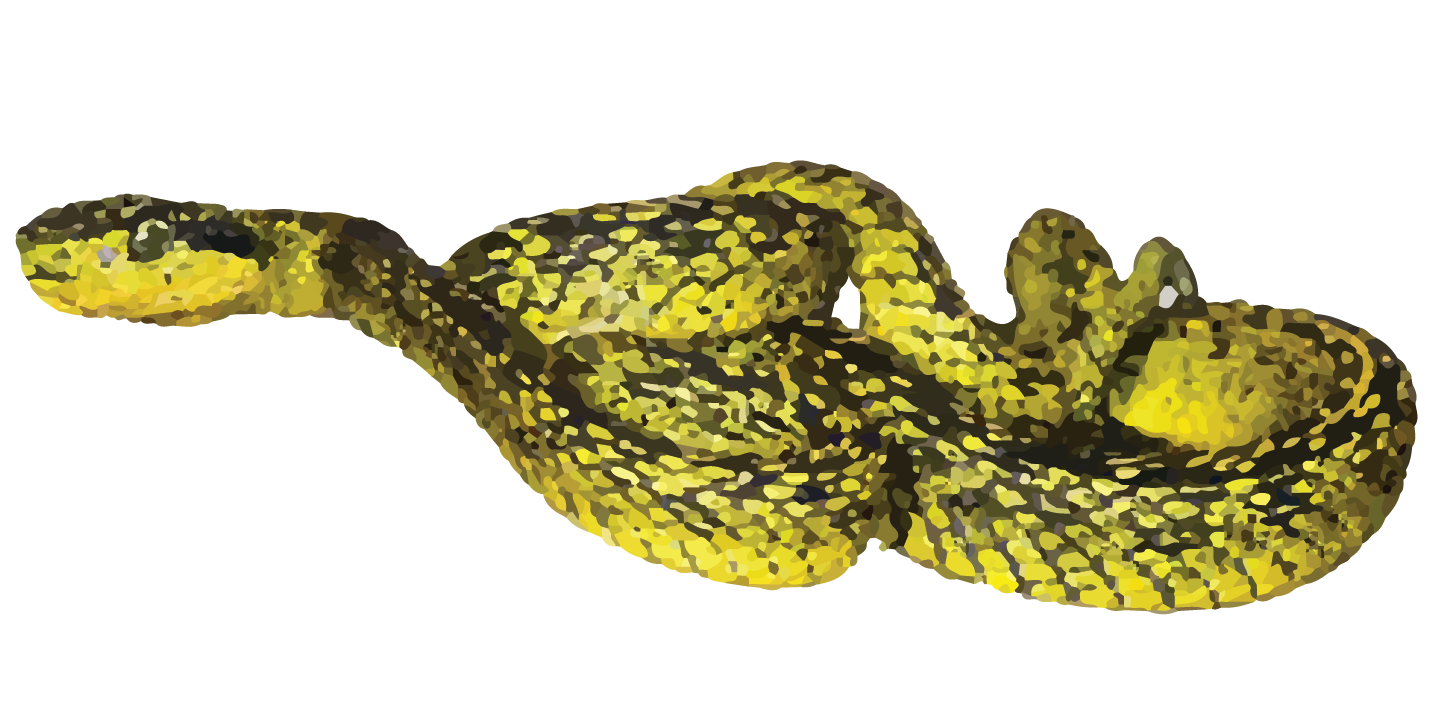 YELLOW SPECKLED PIT VIPER-39