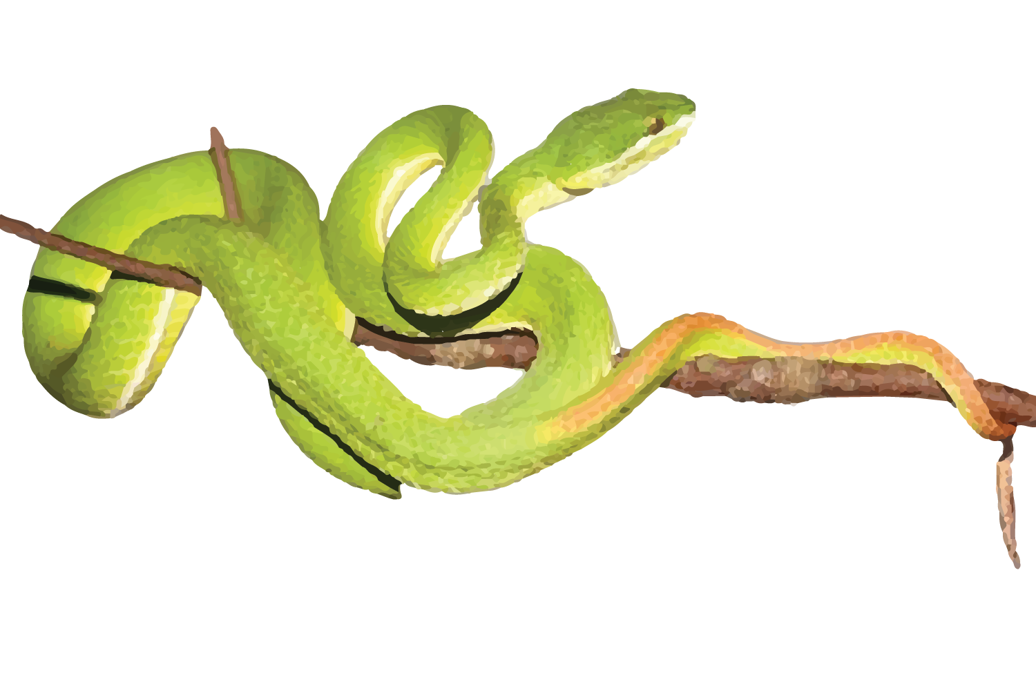 YUNNAN BAMBOO PIT VIPER-40