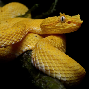 Yellow speckled Pit Viper