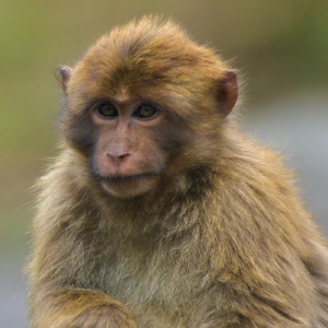 Arunachal macaque