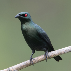 Asian glossy starling