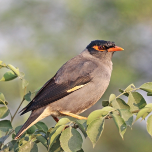 Bank myna