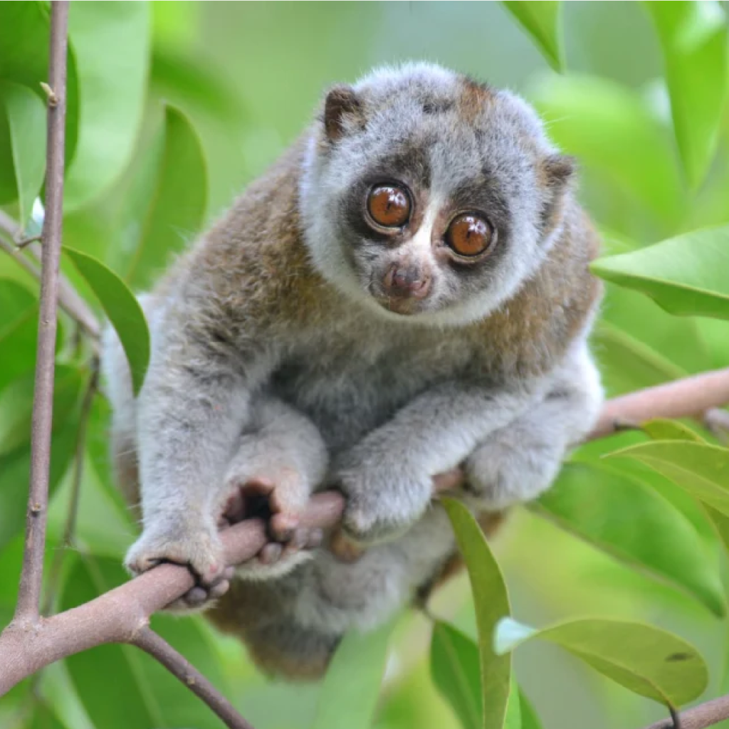 bengal slow loris