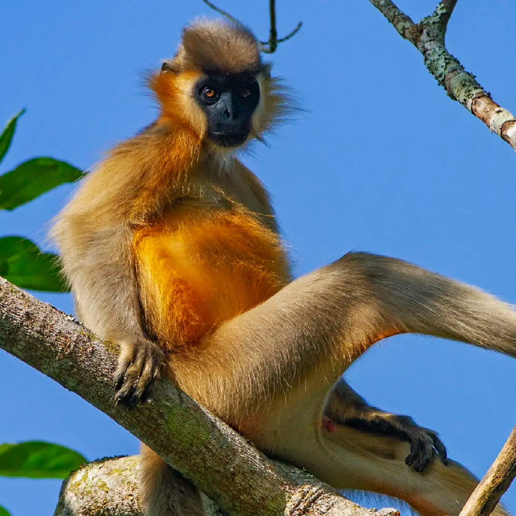 Blond capped langur