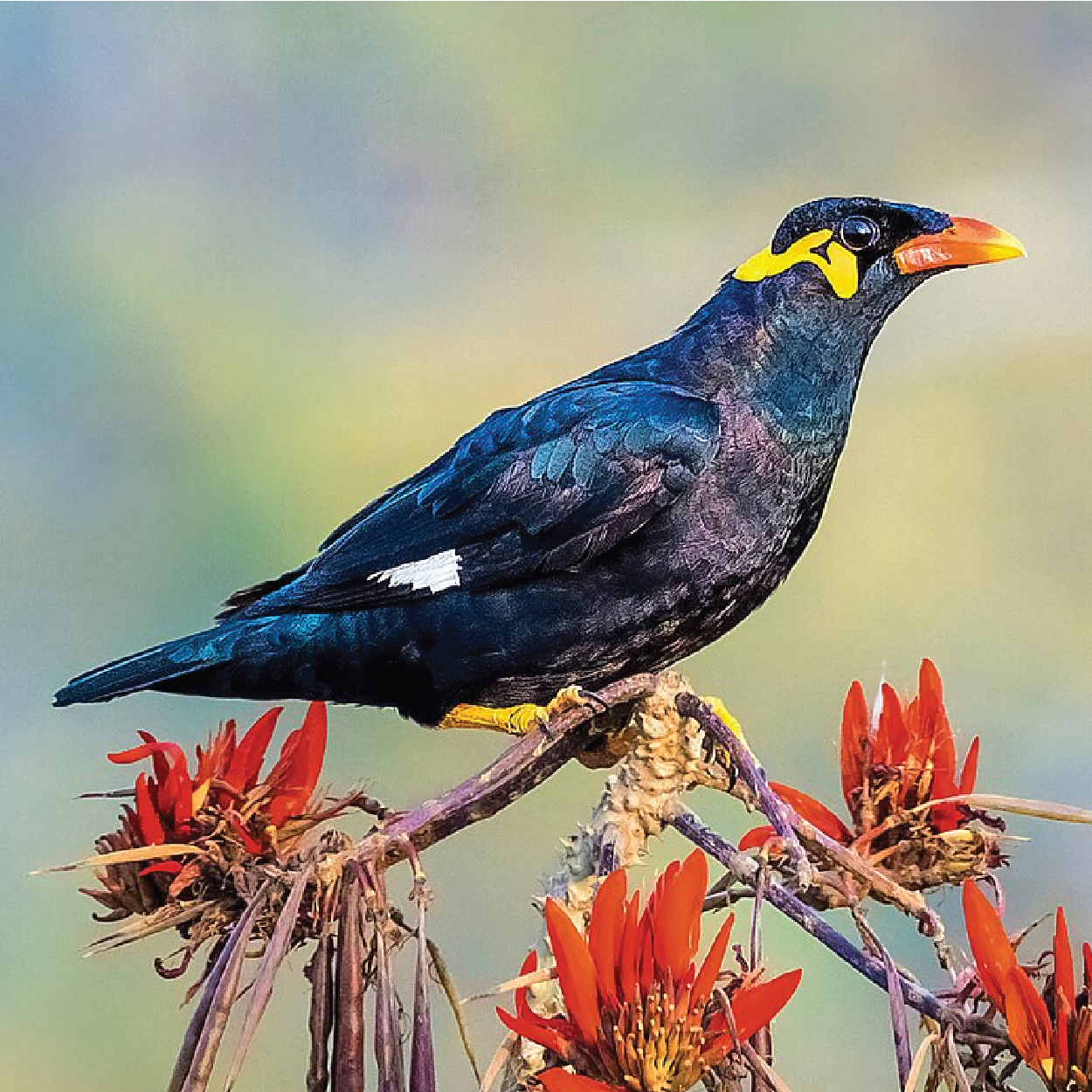 Common Hill Myna World For Nature