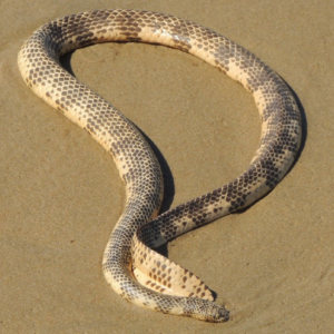 dubois Sea Snake