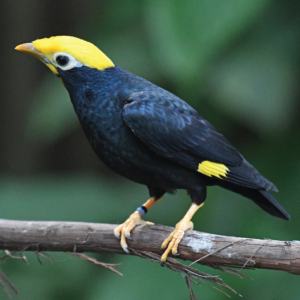 Golden crested myna