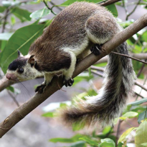 Grizzled giant squirrel