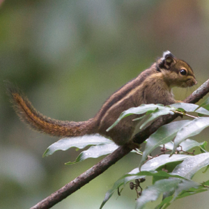 Himalayan stripped squirrel