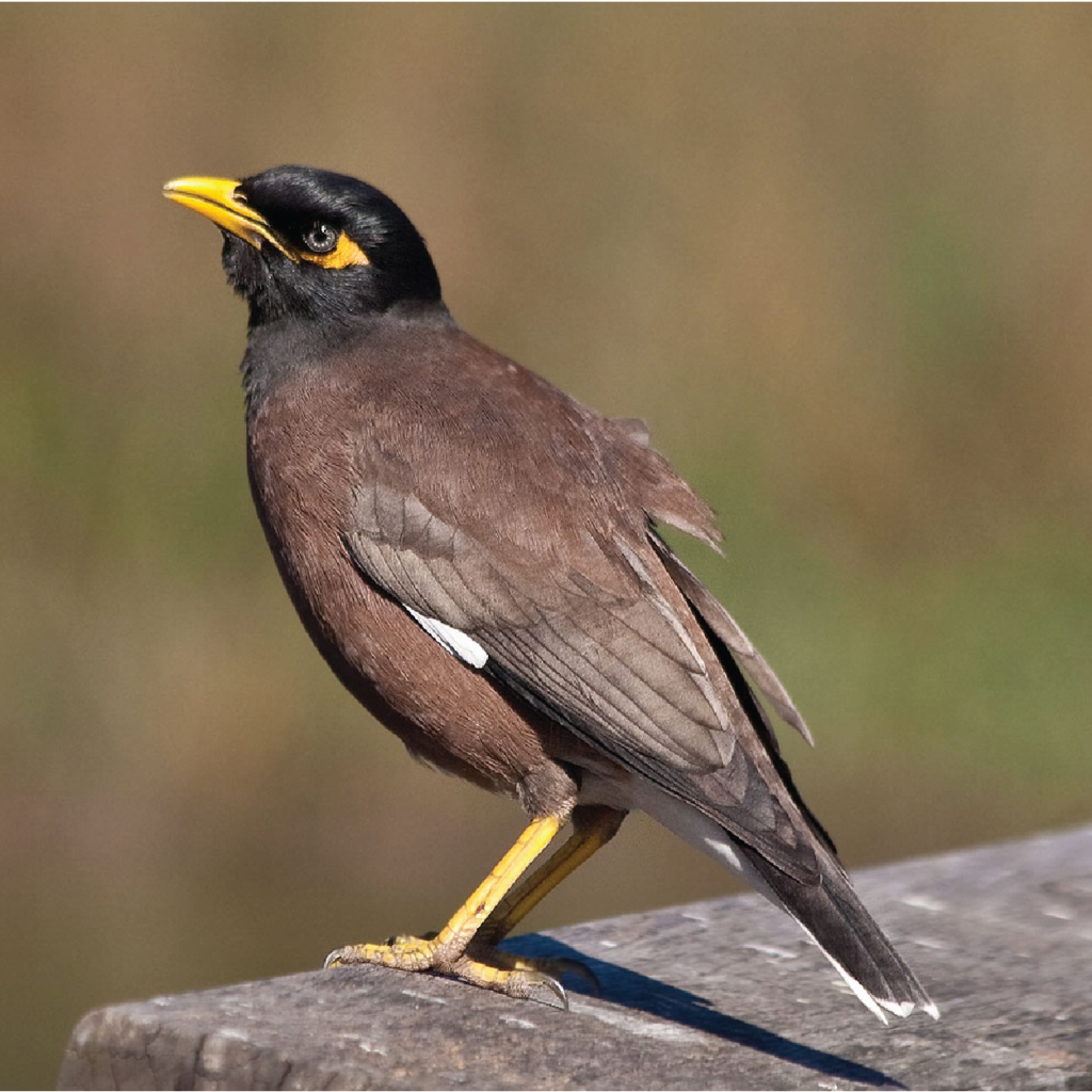 Indian Myna - World For Nature