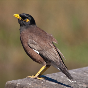 Indian myna