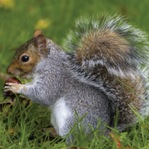 Irrawaddy squirrel