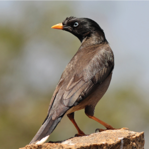 Jungle myna