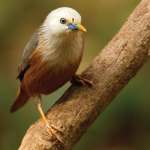 Malabar myna