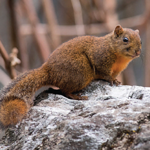 Orange bellied himalayan squirrel