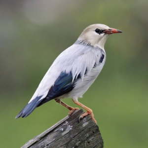 Red billed starling