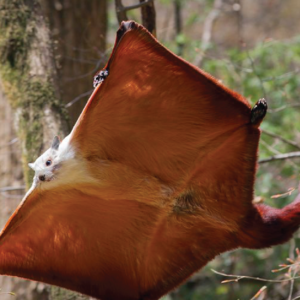 Red giant flying squirrel