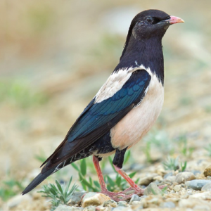 Rosy starling