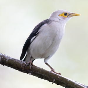 Spot winged myna