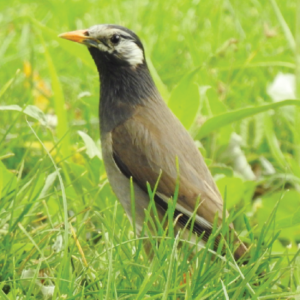 White cheeked myna