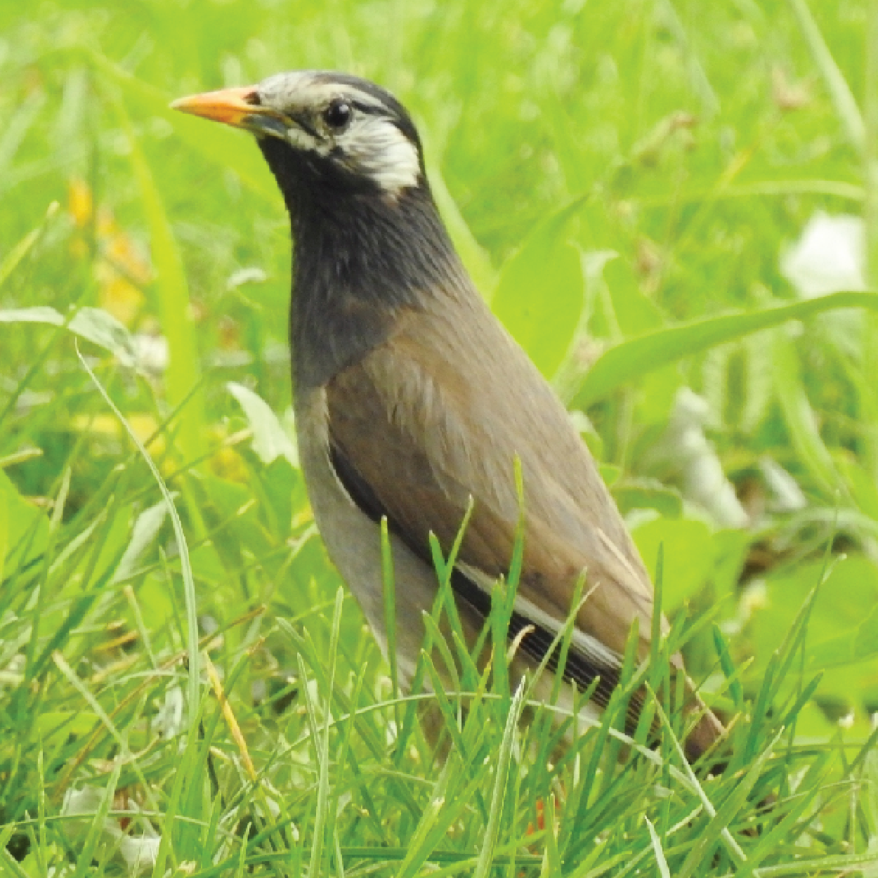 White Cheeked Starling - World For Nature
