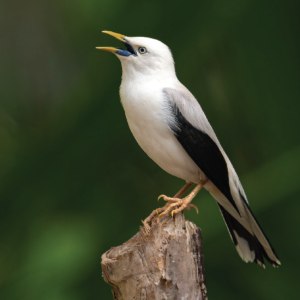 White headed starling